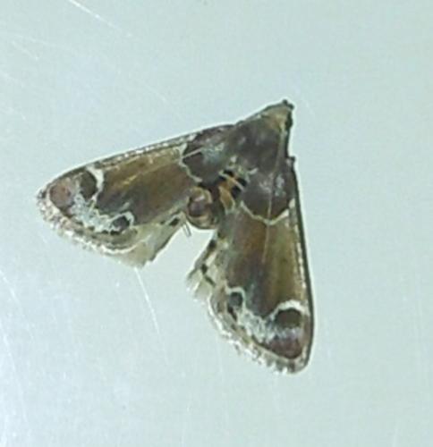 Pyralis farinalis
